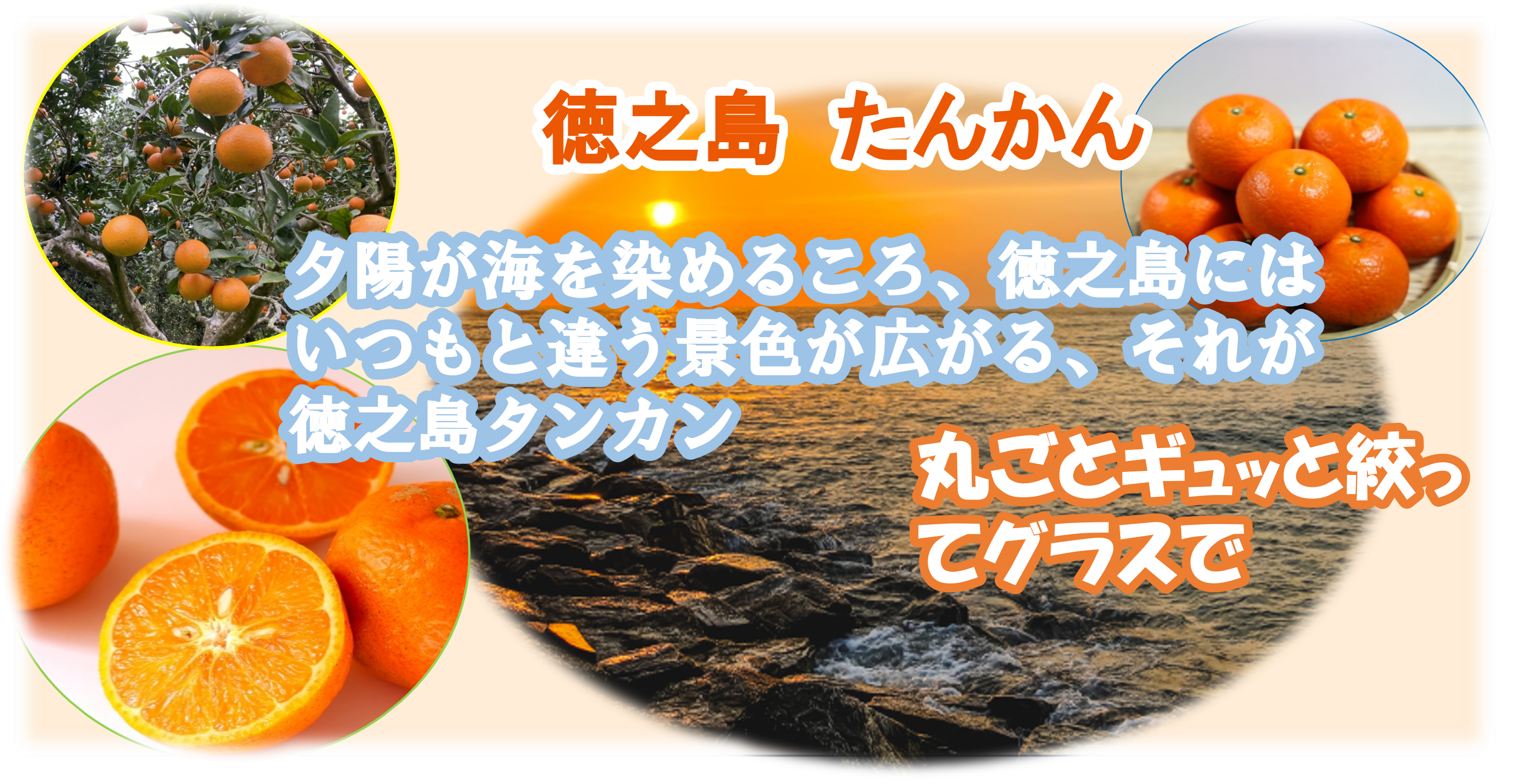 徳之島たんかん通販|南国の恵みを届けるブランド紹介